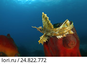 Агономал хоботный (agonomalus proboseidalis), Японское море, Дальний Восток. Стоковое фото, фотограф Некрасов Андрей / Фотобанк Лори