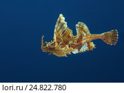 Агономал хоботный, морская лисичка (agonomalus proboseidalis) Японское море, Дальний Восток, Приморский край. Стоковое фото, фотограф Некрасов Андрей / Фотобанк Лори