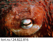 Гигантский осьминог (Enteroctopus dofleini) Стоковое фото, фотограф Некрасов Андрей / Фотобанк Лори
