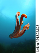 Гигантский тихоокеанский осьминог  (Enteroctopus dofleini), Японское море. Стоковое фото, фотограф Некрасов Андрей / Фотобанк Лори