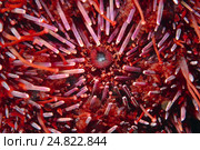 Рот зеленого морского ежа (зелёный droebachiensis), Япония. Стоковое фото, фотограф Некрасов Андрей / Фотобанк Лори