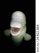 Белуха (Delphinapterus leucas) Японское море, Дальний Восток. Стоковое фото, фотограф Некрасов Андрей / Фотобанк Лори