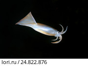Японский летающий кальмар(Todarodes pacificus) Стоковое фото, фотограф Некрасов Андрей / Фотобанк Лори