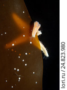 Морская звезда (Asterias rubens) Стоковое фото, фотограф Некрасов Андрей / Фотобанк Лори