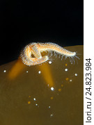 Морская звезда (Asterias rubens) Стоковое фото, фотограф Некрасов Андрей / Фотобанк Лори