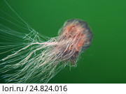 Волосистая цианея (лат. Cyanea capillata, Cyanea arctica) Стоковое фото, фотограф Некрасов Андрей / Фотобанк Лори