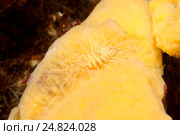 Червь полихета (Pterosyllis finmarchica) Стоковое фото, фотограф Некрасов Андрей / Фотобанк Лори