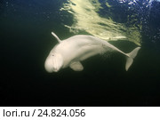 Белуха (Delphinapterus leucas). Белое море, Карелия, Арктика. Стоковое фото, фотограф Некрасов Андрей / Фотобанк Лори