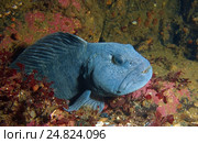 Атлантический сом (Anarhichas lupus) Стоковое фото, фотограф Некрасов Андрей / Фотобанк Лори