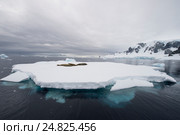 Тюлени-крабоеды лежат на айсберге. Стоковое фото, фотограф Vladimir / Фотобанк Лори