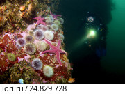 Морские звезды и зеленые морские ежи (Henricia sanguinoleta, Strongylocentrotus droebachiensis) (2009 год). Редакционное фото, фотограф Некрасов Андрей / Фотобанк Лори