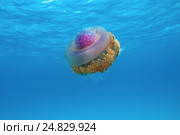 Медуза (Cephea cephea) в Индийском океане. Стоковое фото, фотограф Некрасов Андрей / Фотобанк Лори