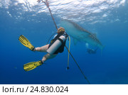 Whale shark (Rhincodon typus) Стоковое фото, фотограф Некрасов Андрей / Фотобанк Лори