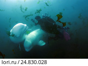 Beluga whale or white whale (Delphinapterus leucas) Sea of Japan. Стоковое фото, фотограф Некрасов Андрей / Фотобанк Лори