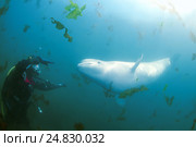 Beluga whale or white whale (Delphinapterus leucas) Sea of Japan. Стоковое фото, фотограф Некрасов Андрей / Фотобанк Лори