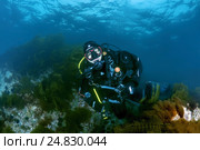 Diver, Sea of Japan (2014 год). Редакционное фото, фотограф Некрасов Андрей / Фотобанк Лори