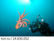 Giant Pacific octopus or North Pacific giant octopus (Enteroctopus dofleini) Japan sea, Far East, Primorsky Krai, Russian Federation (2012 год). Редакционное фото, фотограф Некрасов Андрей / Фотобанк Лори