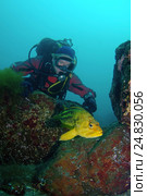 Yellow Rockfish or Three-stripe Rockfish (Sebastes Trivittatus) (2012 год). Редакционное фото, фотограф Некрасов Андрей / Фотобанк Лори
