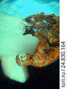 Ice diving, free diving, Kareliya, White sea (2009 год). Редакционное фото, фотограф Некрасов Андрей / Фотобанк Лори