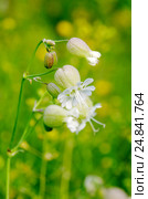 Смолевка обыкновенная, или хлопушка (лат. Silene vulgaris) Стоковое фото, фотограф Елена Коромыслова / Фотобанк Лори