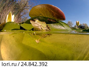 Лягушка (Rana temporaria) сидит на белой кувшинке (Nymphaea alba) в полводы. Стоковое фото, фотограф Некрасов Андрей / Фотобанк Лори