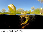 Лягушка (Rana temporaria) сидит на белой кувшинке (Nymphaea alba) в полводы. Стоковое фото, фотограф Некрасов Андрей / Фотобанк Лори