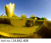 Лягушка (Rana temporaria) сидит на белой кувшинке (Nymphaea alba) в полводы. Стоковое фото, фотограф Некрасов Андрей / Фотобанк Лори
