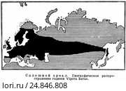 Сплошной ареал. Географическое распространение гадюки Vipera berus. Стоковая иллюстрация, иллюстратор Макаров Алексей / Фотобанк Лори