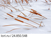 Рогоз узколистный (лат. Typha angustifolia) — многолетнее водное и болотное травянистое растение. Растение на берегу зимней реки. Стоковое фото, фотограф Евгений Мухортов / Фотобанк Лори