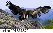 rocky mountains gyps. Стоковое фото, фотограф Яков Филимонов / Фотобанк Лори