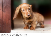 Beautiful dachshund puppy dog with sad eyes portrait. Стоковое фото, фотограф Екатерина Куракина / Фотобанк Лори
