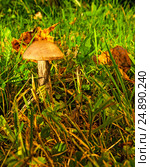 Mushroom. Стоковое фото, фотограф М / Фотобанк Лори