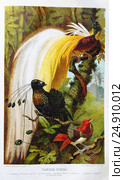 Райские птицы: 1. Безногая (Paradisea apoda). 2. Шестипёрая лофорина (Parotia sexpennis). 3. Царская лофорина (Lophorina regia).  — цветная хромолитография  из книги А. Брэма "Жизнь животных", 1896 г. Стоковая иллюстрация, иллюстратор Вера Смолянинова / Фотобанк Лори