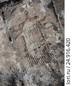 Palaeolithic unknown object Petroglyph. Стоковое фото, фотограф TasiPas / Фотобанк Лори