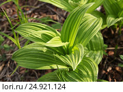 Дикорастущее растение Чемерица Лобеля (лат. Veratrum lobelianum). Дикорастущее  лекарственное, ядовитое, инсектицидное растение Сибири. Стоковое фото, фотограф Евгений Мухортов / Фотобанк Лори