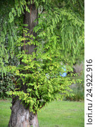 Болотный кипарис (Таксодиум двурядный) (Taxodium distichum (L.) Rich.) с молодыми побегами. Стоковое фото, фотограф Ирина Борсученко / Фотобанк Лори
