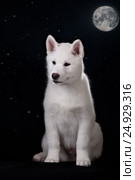 Cute little puppy of syberian husky. Стоковое фото, фотограф Екатерина Куракина / Фотобанк Лори