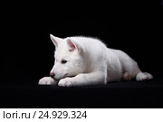 Cute little puppy of syberian husky. Стоковое фото, фотограф Екатерина Куракина / Фотобанк Лори