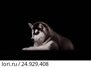 Cute little puppy of syberian husky. Стоковое фото, фотограф Екатерина Куракина / Фотобанк Лори