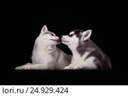 Two cute husky puppies. Стоковое фото, фотограф Екатерина Куракина / Фотобанк Лори