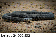 Snake on the hunt. Стоковое фото, фотограф Роман Румянцев / Фотобанк Лори