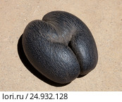 Lodoicea coconut seed. Стоковое фото, фотограф Алексей Попов / Фотобанк Лори