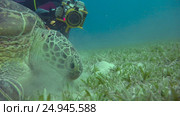 Пасущаяся на дне морская зеленая черепаха.  Увлекательные подводные погружения в Красном море близ Египта. Стоковое видео, видеограф Сергей Петренко / Фотобанк Лори