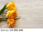Bouquet of tulips on a white wooden table background. Top view. For Mother's Day, Women's Day and wedding with copy space for text. Стоковое фото, фотограф Дубровская Татьяна / Фотобанк Лори