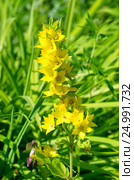 Вербейник (лат. Lysimachia) Стоковое фото, фотограф Елена Коромыслова / Фотобанк Лори