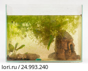 Заросший водорослями аквариум на белом фоне. Стоковое фото, фотограф Иванов Алексей / Фотобанк Лори