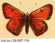Бабочка - Многоглазка щавелевая (Chrysophanus hippothoe) Стоковая иллюстрация, иллюстратор Макаров Алексей / Фотобанк Лори