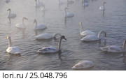 Лебединое озеро в Алтайском крае / Swans on Altai lake Svetloe in the evaporation mist at evening time in winter. Стоковое видео, видеограф Сергей Пристяжнюк (Serg Zastavkin) / Фотобанк Лори