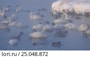Лебединое озеро в Алтайском крае / Swans on Altai lake Svetloe in the evaporation mist at evening time in winter. Стоковое видео, видеограф Сергей Пристяжнюк (Serg Zastavkin) / Фотобанк Лори