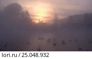 Лебединое озеро в Алтайском крае / Swans on Altai lake Svetloe in the evaporation mist at evening time in winter. Стоковое видео, видеограф Сергей Пристяжнюк (Serg Zastavkin) / Фотобанк Лори